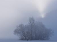 Baumgruppe im Nebel mit durchbrechender Sonne